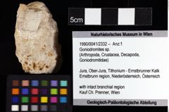 Foto (Objket + Etiketten) von Goniodromites sp. 